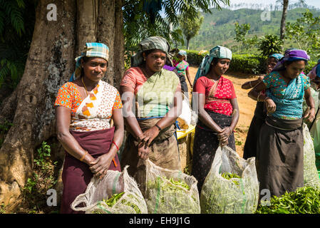 Frauen, die Arbeiten an einer Teeplantage bringen ihre Ernte gewichtet werden, in der Nähe von Hatton, Sri Lanka, Asien Stockfoto