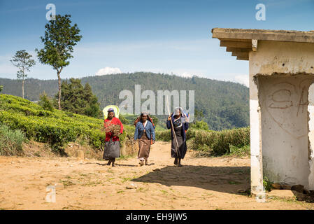 Teepflückerinnen auf einer Plantage in Nuwara Eliya in der Nähe von Kandy, Sri Lanka, Asien Stockfoto