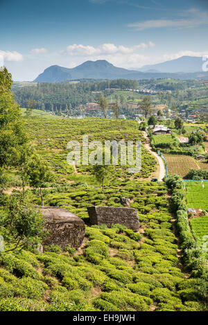 Tee-Plantage in der Nähe von Nuwara Eliya, Sri Lanka, Asien Stockfoto
