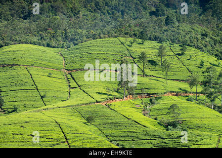 Tee-Plantage am Hang, Sri Lanka, Asien Stockfoto