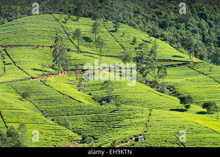 Tee-Plantage am Hang, Sri Lanka, Asien Stockfoto