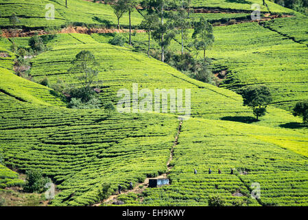 Tee-Plantage am Hang, Sri Lanka, Asien Stockfoto