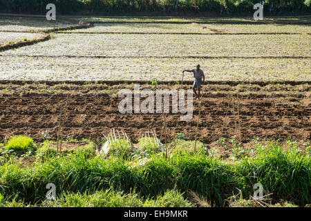 Sri Lanka Bauern Pflanzen Reisfelder vorbereiten Stockfoto