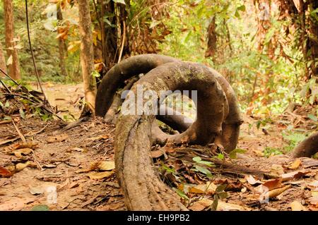 Verdrehte Runde tropischer Baumwurzeln im Regenwald Stockfoto