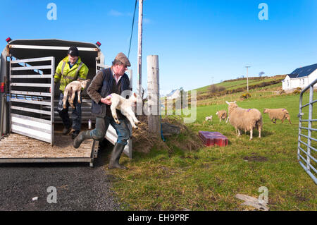 Ardara, County Donegal, Irland. 10. März 2015. Landwirt Joseph Dunleavy (rechts) und sein Sohn James markieren Sie Schafe und Lämmer mit ihrer Dachmarke Frühling, da sie stieß zum ersten Mal in diesem Jahr Rasen. Schlechtes Wetter hat zuvor Vieh in Ställen gehalten. Bildnachweis: Richard Wayman/Alamy Live-Nachrichten Stockfoto