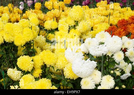 Bereich der verschiedenen Farben Chrysanthemen. Stockfoto