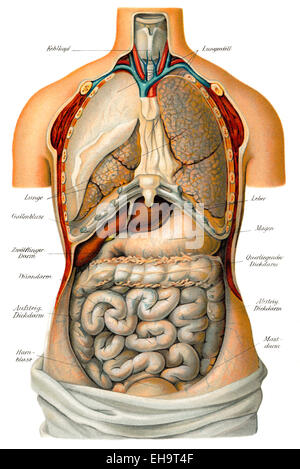 Thorakalen und abdominalen Organe, Gesundheit Ratgeber, 19. Jahrhundert, Stockfoto