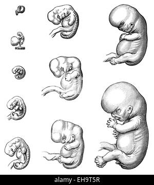 Entwicklung des Embryos bis zur 9. Woche, 19. Jahrhundert, Stockfoto
