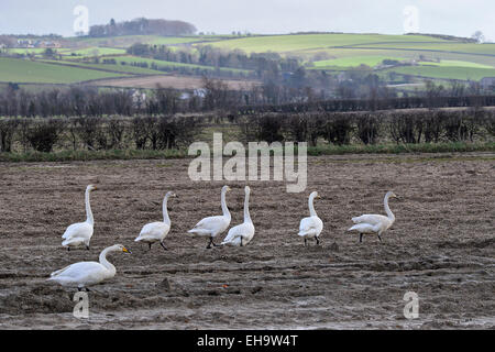 County Donegal, Irland. 10. März 2015. Wetter: Singschwäne (Cygnus Cygnus) auf einem schlammigen Feld am Burnfoot County Donegal. Eine Mischung aus Aufhellungen und Duschen dürften für heute. Bildnachweis: George Sweeney/Alamy Live-Nachrichten Stockfoto