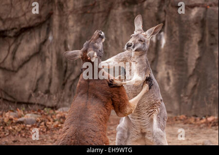 Chicago, USA - ein paar roten Riesenkängurus (Macropus Rufus) Boxen im Lincoln Park Zoo. Stockfoto