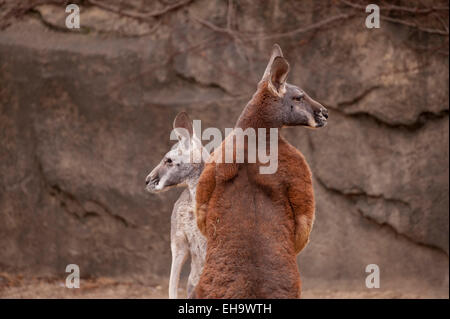 Chicago, USA - ein paar roten Riesenkängurus (Macropus Rufus) in der Mitte Boxen im Lincoln Park Zoo. Stockfoto