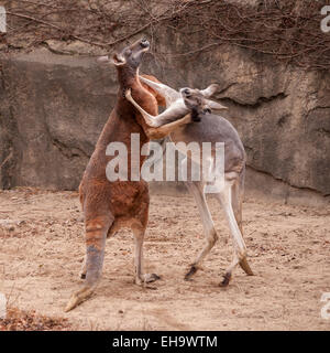 Chicago, USA - ein paar roten Riesenkängurus (Macropus Rufus) Boxen im Lincoln Park Zoo. Stockfoto