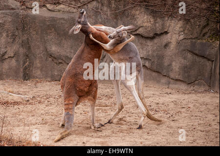 Chicago, USA - ein paar roten Riesenkängurus (Macropus Rufus) Boxen im Lincoln Park Zoo. Stockfoto