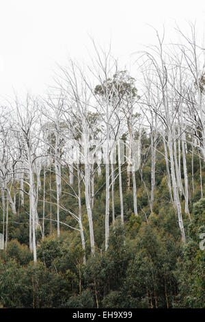 Stämme der ausgebrannten Schnee Zahnfleisch im Mount Buffalo National Park, viktorianischen Hochland, Victoria, Australien Stockfoto