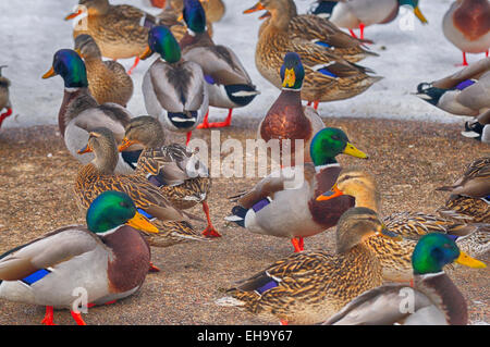 Stockente Enten im Winterquartier. Anas platyrhynchos Stockfoto