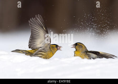 Schlacht von zwei männlichen Zeisige in Schneewehe Stockfoto