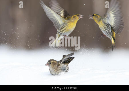 Schlacht von zwei männlichen Zeisige in der Nähe von weiblich Stockfoto
