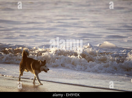 Kalifornien, USA. 26. August 2014. In den frühen Morgenstunden auf Sonntag, 24. August 2014 untersucht ein Hund die Küste San Clemente State Beach, spielen in den Wellen. © David Bro/ZUMA Draht/Alamy Live-Nachrichten Stockfoto