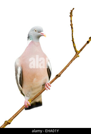 Ringeltaube Columba Palumbus auf weißem Hintergrund Stockfoto