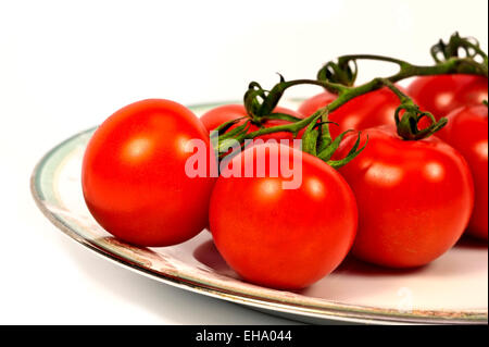 Platte Reifen Tomaten am Rebstock Stockfoto