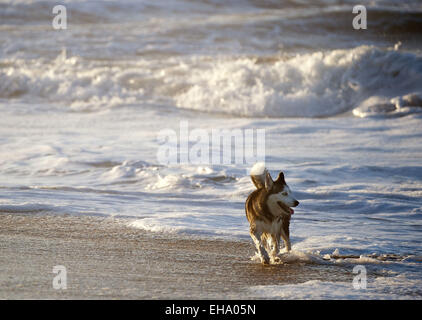 Kalifornien, USA. 26. August 2014. In den frühen Morgenstunden auf Sonntag, 24. August 2014 untersucht ein Hund die Küste San Clemente State Beach, spielen in den Wellen. © David Bro/ZUMA Draht/Alamy Live-Nachrichten Stockfoto