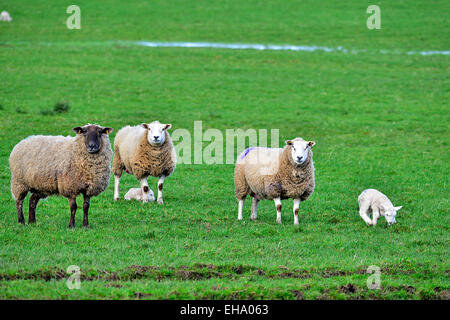 County Donegal, Irland. 10. März 2015. Lämmer und Schafe weiden in einem Feld in Burt, County Donegal, geht die Lämmer Saison in vollem Gange. © George Sweeney/Alamy Stockfoto