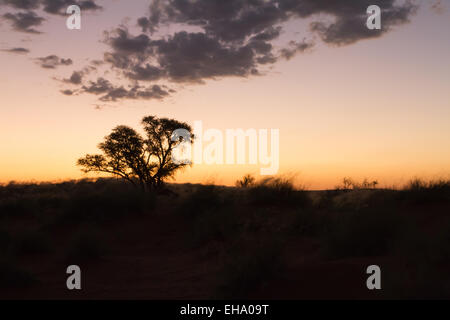 Einen warmen Sonnenuntergang inmitten der namibischen Stockfoto