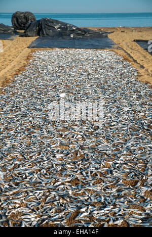 Gesalzener Fisch zum Trocknen ausgelegt. Negombo Fisch Markt, Sri Lanka, Asien Stockfoto