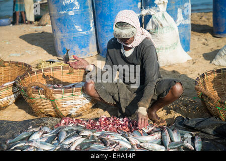 Fischverarbeitung am Strand auf dem Fischmarkt in Negombo, Sri Lanka, Asien Stockfoto