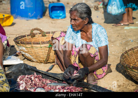 Fischverarbeitung am Strand auf dem Fischmarkt in Negombo, Sri Lanka, Asien Stockfoto