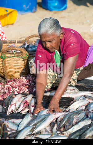 Fischverarbeitung am Strand auf dem Fischmarkt in Negombo, Sri Lanka, Asien Stockfoto