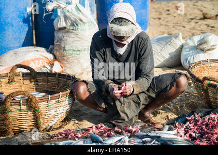 Fischverarbeitung am Strand auf dem Fischmarkt in Negombo, Sri Lanka, Asien Stockfoto