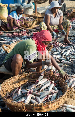 Fischverarbeitung am Strand auf dem Fischmarkt in Negombo, Sri Lanka, Asien Stockfoto