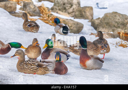 Stockente Enten im Winterquartier. Anas platyrhynchos Stockfoto