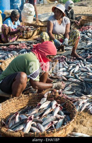 Fischverarbeitung am Strand auf dem Fischmarkt in Negombo, Sri Lanka, Asien Stockfoto