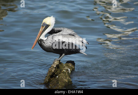 Pelikan auf einem Felsen in Galveston Texas USA Stockfoto