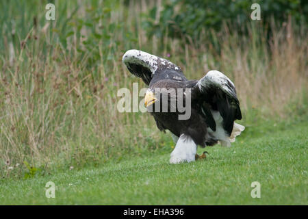 Seeadler auf dem Boden in der Nähe von The Skaw, Dänemark Stockfoto