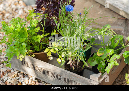 Kräuter und Salat bereit, in einem Cotswold Cottage Garten, England, UK gepflanzt werden. Stockfoto