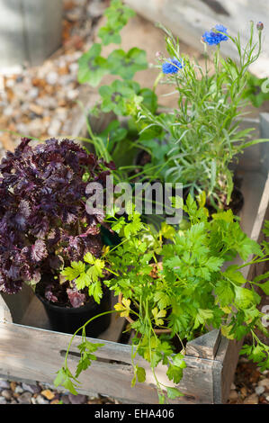 Kräuter und Salat bereit, in einem Cotswold Cottage Garten, England, UK gepflanzt werden. Stockfoto