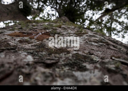 Riesige Kauri Bäumen in Coromandel, Neuseeland. Stockfoto