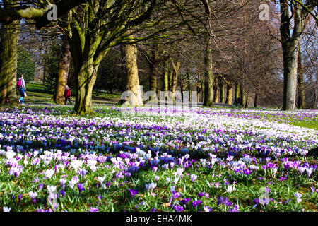 Leeds, West Yorkshire, Großbritannien. 10. März 2015. Wetter: Ein herrlich sonniger Tag in Roundhay Park, Leeds holte die schönen intensiven Farben der Krokusblüten. Aufgenommen am 10. März 2015 in Leeds, West Yorkshire. Bildnachweis: Andrew Gardner/Alamy Live-Nachrichten Stockfoto