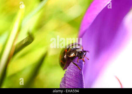 Leeds, West Yorkshire, Großbritannien. 10. März 2015. Wetter: Ein herrlich sonniger Tag am Roundhay Park, Blumen Leeds holte die schönen, intensiven Farben der Krokus die Käfer aus dem Winterschlaf kommen gefördert. Aufgenommen am 10. März 2015 in Leeds, West Yorkshire. Bildnachweis: Andrew Gardner/Alamy Live-Nachrichten Stockfoto