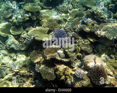 Blatt- und Porites finger () Korallen auf ein Korallenriff auf den Malediven Stockfoto