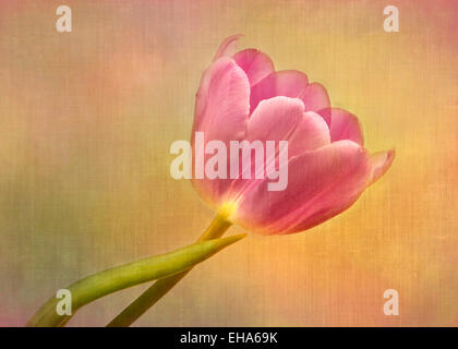 Eine einsame rosa Tulpe weichen, pastellfarbenen Hintergrund. Stockfoto