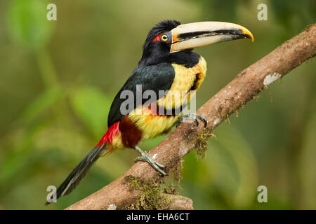 Blass-mandibled Aracari (Pteroglossus Erythropygius) Erwachsenen thront auf Zweig im Regenwald, Anden, Ecuador, Südamerika Stockfoto