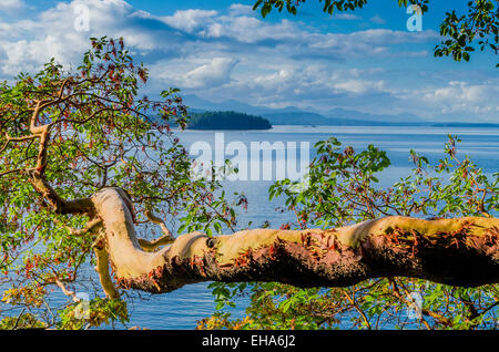 Pazifische Madrone Baum, Arbutus Menziesii und Ozean-Szene. Stockfoto