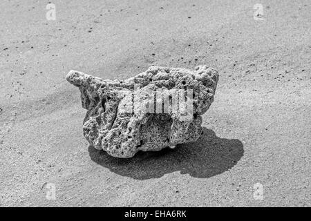 Schwarze und weiße Stillleben Bild einer Koralle auf einem sandigen Strand hautnah Stockfoto