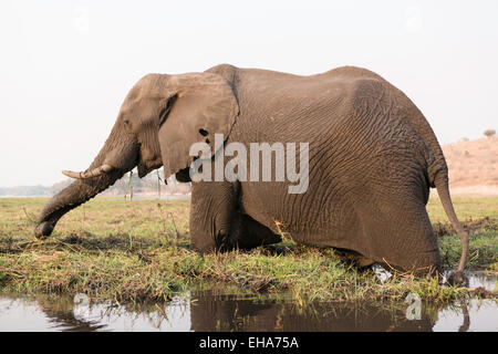Elefant, Chobe River, Kasane, Botsuana Stockfoto
