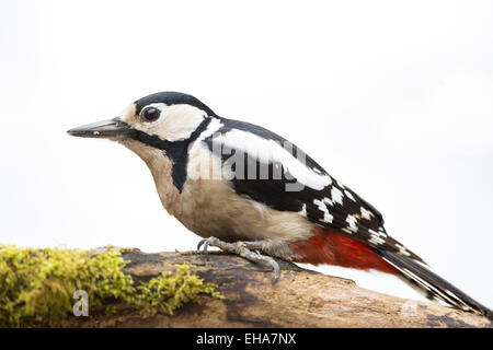 Buntspecht Weibchen auf bemoosten Ast auf weißen Hintergrund isoliert Stockfoto