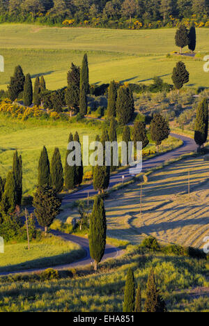 Zypressen säumen die kurvenreiche Landstraße an Monticchiello, Toskana, Italien Stockfoto